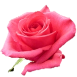 Hot Paris Rose Equateur Ethiflora